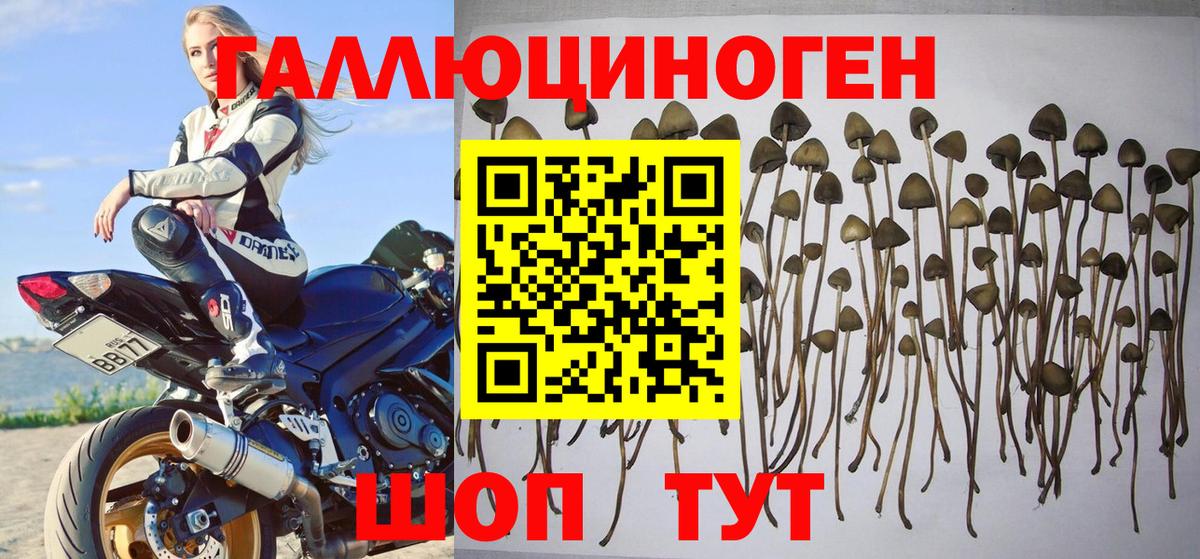 Псилоцибиновые грибы Psilocybe  Вход с VPN  Тобольск 